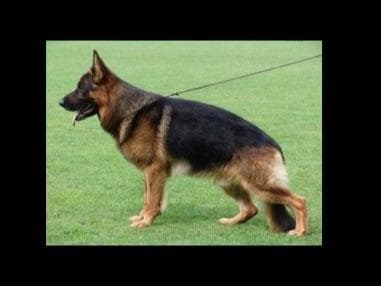 Sam has delivered and Riviera is due very soon!! 707-337-9223 breeder image 8