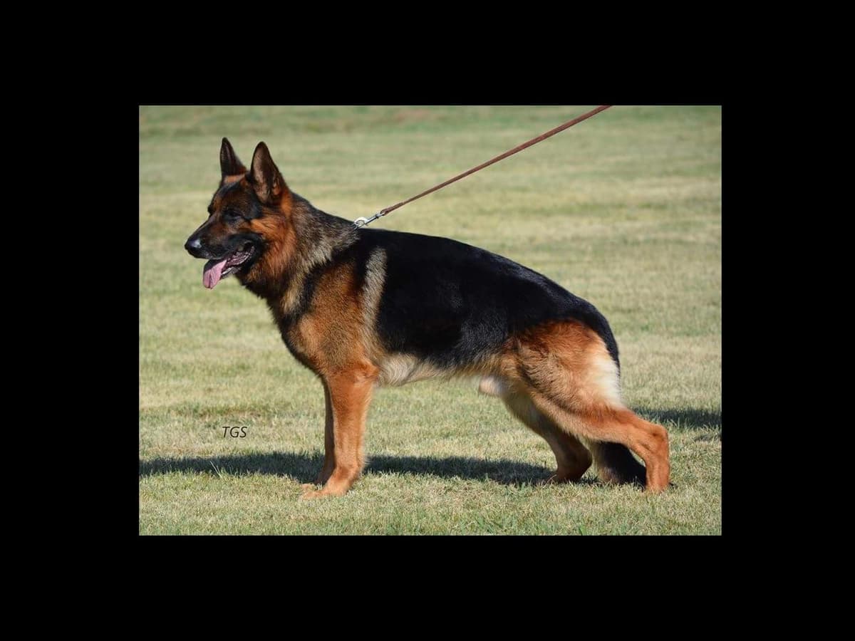 Sam has delivered and Riviera is due very soon!! 707-337-9223 breeder image 3