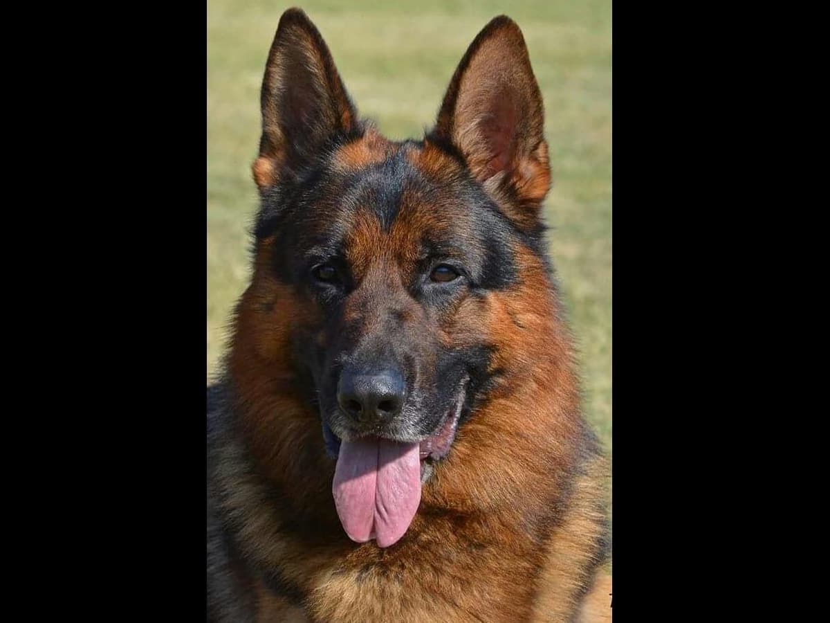 Sam has delivered and Riviera is due very soon!! 707-337-9223 breeder image 9