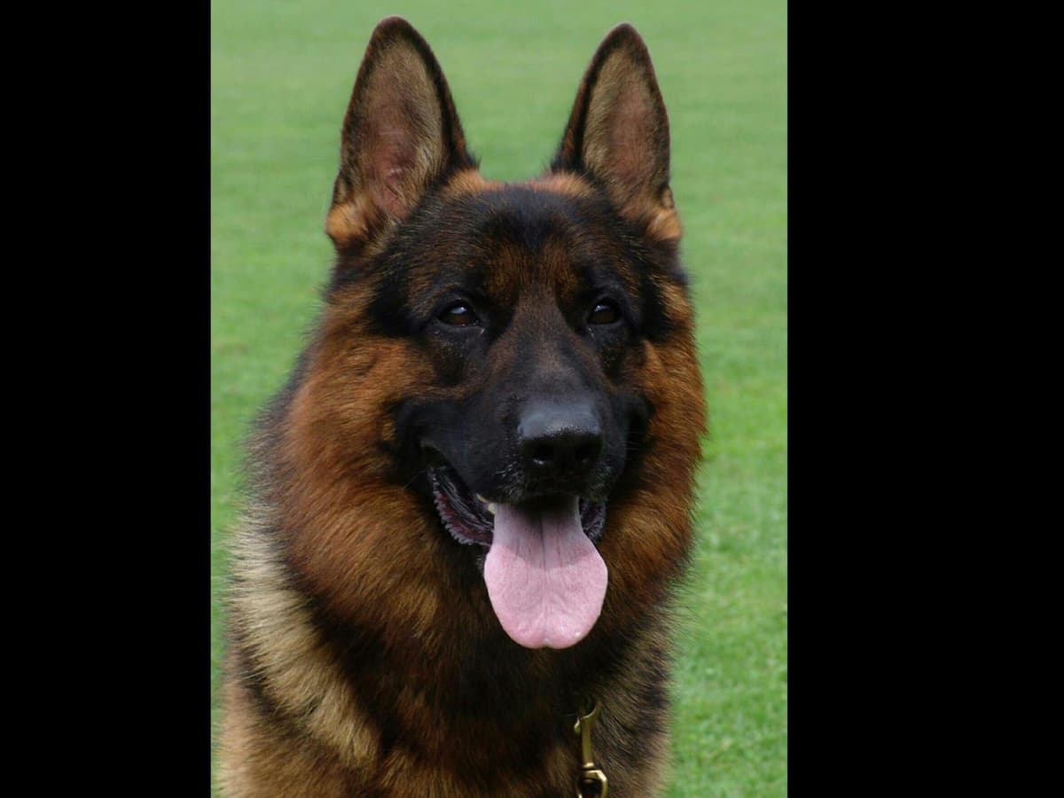 Sam has delivered and Riviera is due very soon!! 707-337-9223 breeder image 10