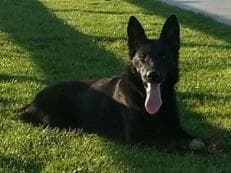 Sam has delivered and Riviera is due very soon!! 707-337-9223 breeder image 11