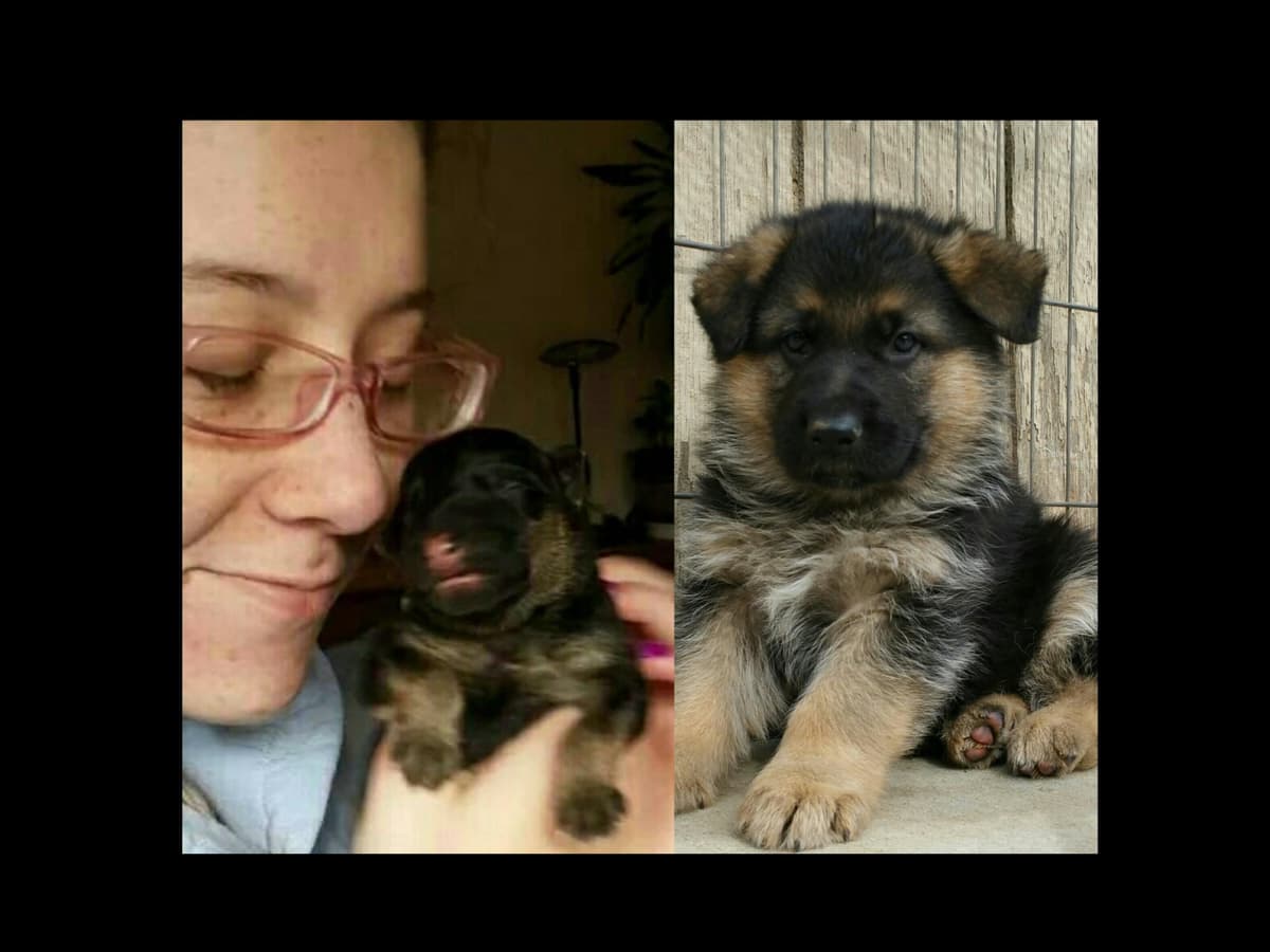 Sam has delivered and Riviera is due very soon!! 707-337-9223 breeder image 12