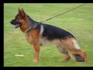 Sam has delivered and Riviera is due very soon!! 707-337-9223 breeder image 13