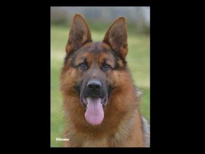 Sam has delivered and Riviera is due very soon!! 707-337-9223 breeder image 14