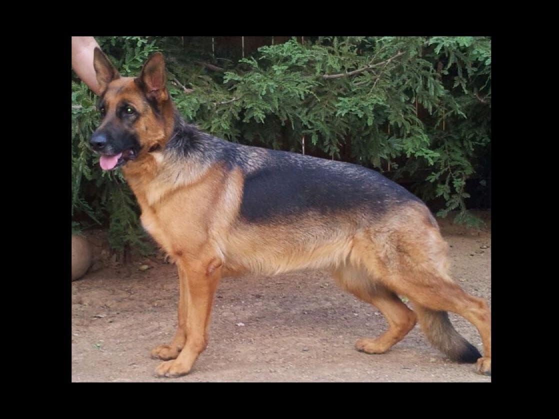 Sam has delivered and Riviera is due very soon!! 707-337-9223 breeder image 15