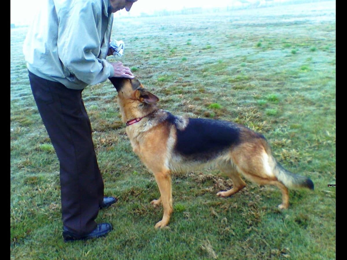 Sam has delivered and Riviera is due very soon!! 707-337-9223 breeder image 18