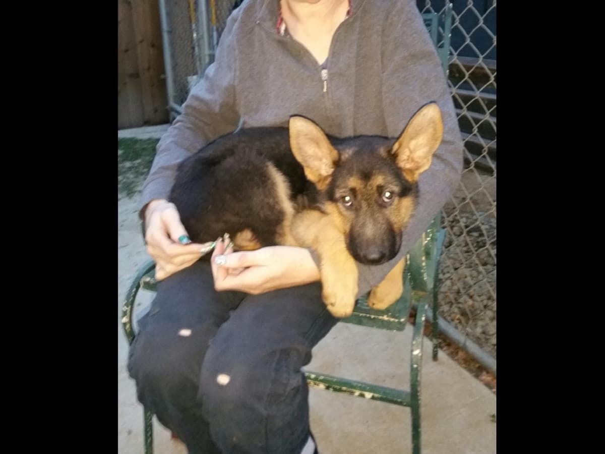Sam has delivered and Riviera is due very soon!! 707-337-9223 breeder image 20