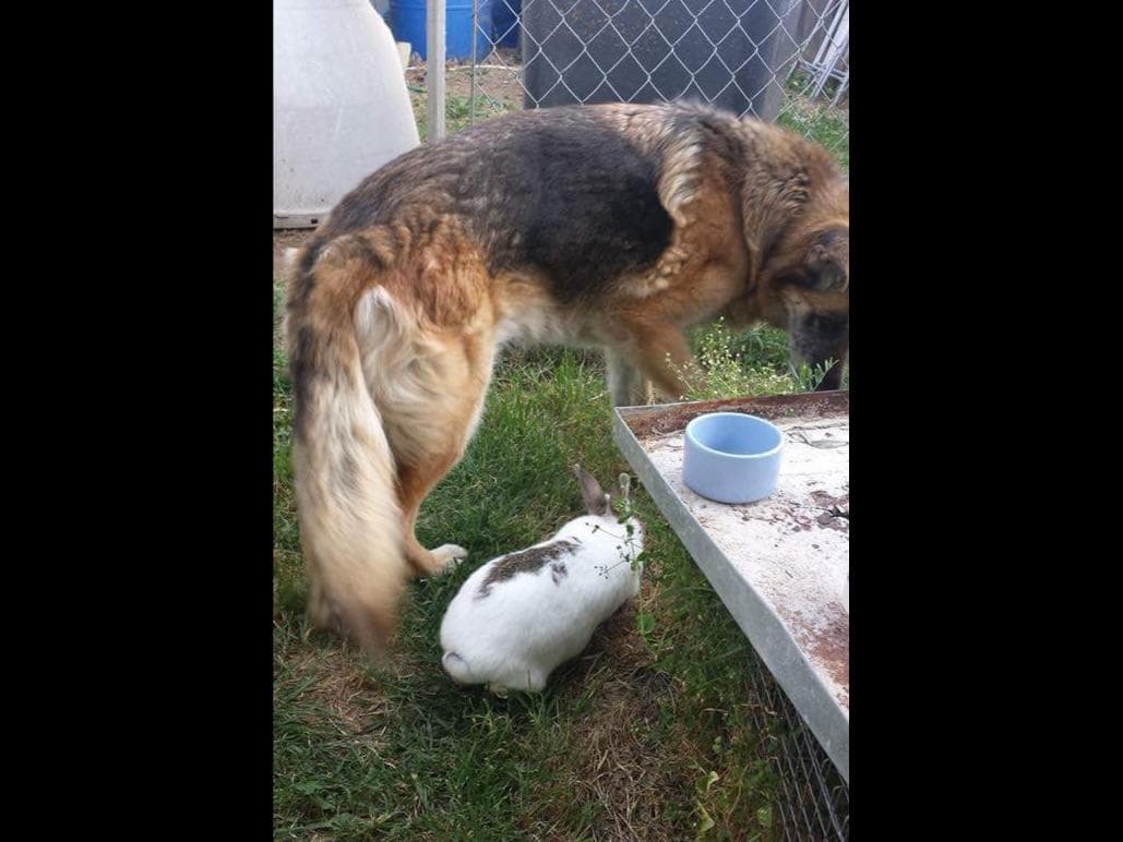 Sam has delivered and Riviera is due very soon!! 707-337-9223 breeder image 25