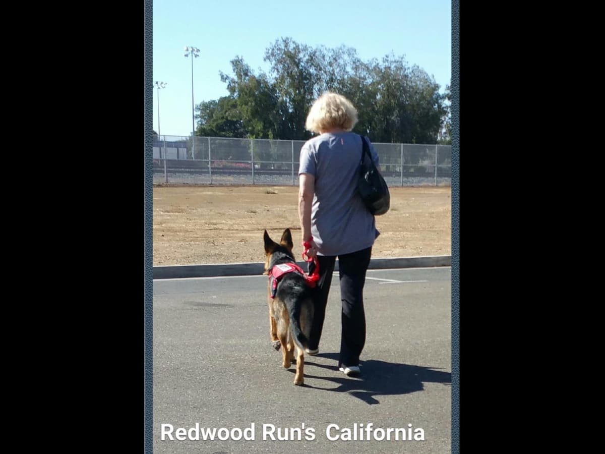 Sam has delivered and Riviera is due very soon!! 707-337-9223 breeder image 30