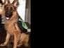 Sam has delivered and Riviera is due very soon!! 707-337-9223 breeder image 40
