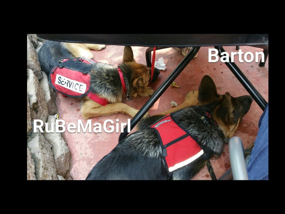 Sam has delivered and Riviera is due very soon!! 707-337-9223 breeder image 42
