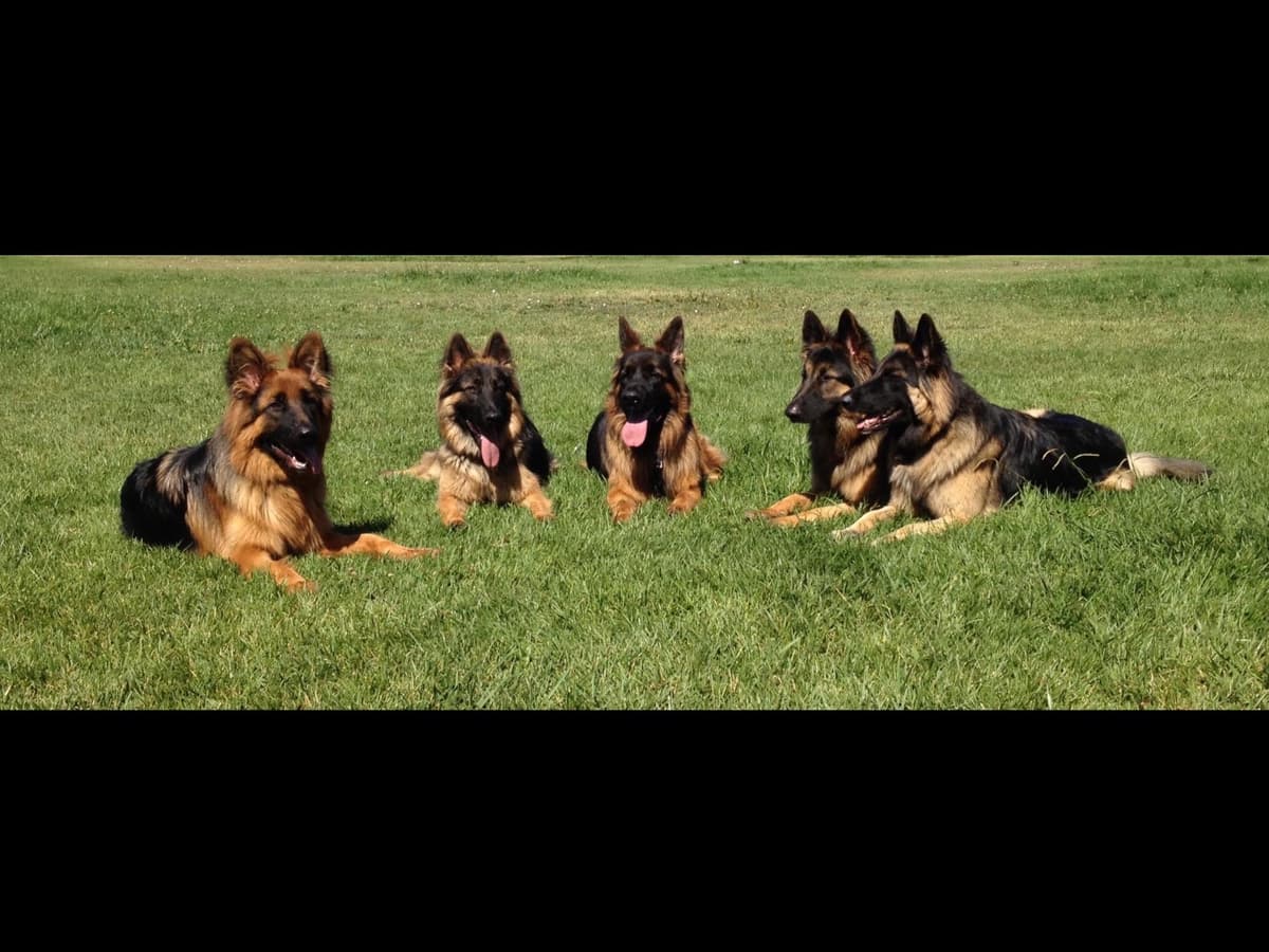 Sam has delivered and Riviera is due very soon!! 707-337-9223 breeder image 47