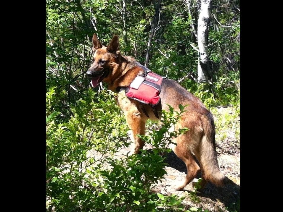 Sam has delivered and Riviera is due very soon!! 707-337-9223 breeder image 50