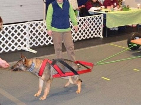 Sam has delivered and Riviera is due very soon!! 707-337-9223 breeder image 51