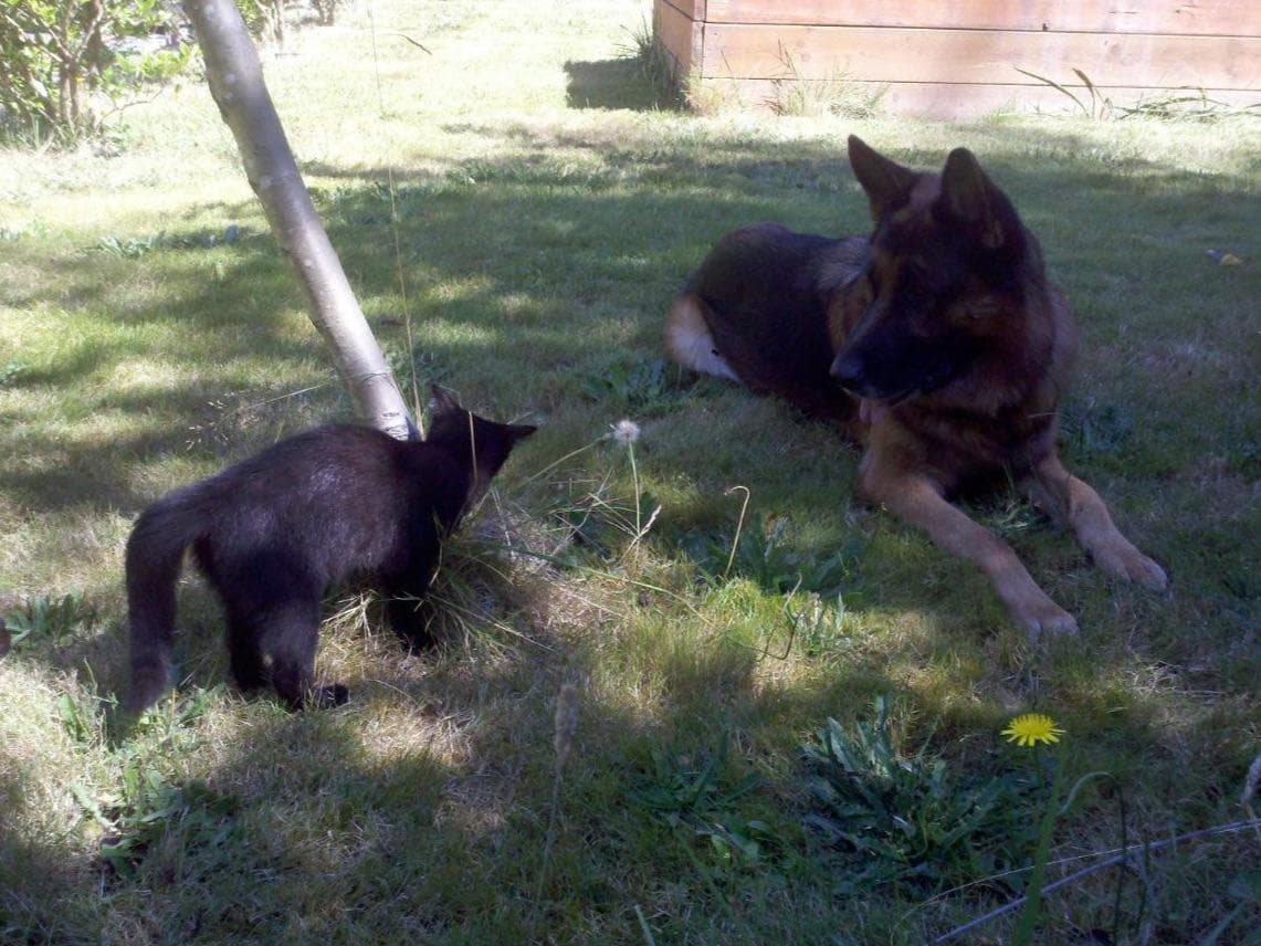 Sam has delivered and Riviera is due very soon!! 707-337-9223 breeder image 55