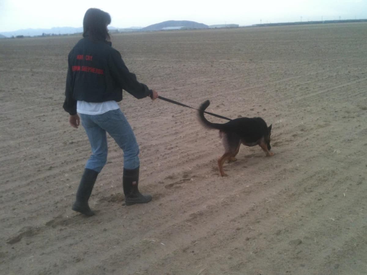 Sam has delivered and Riviera is due very soon!! 707-337-9223 breeder image 60