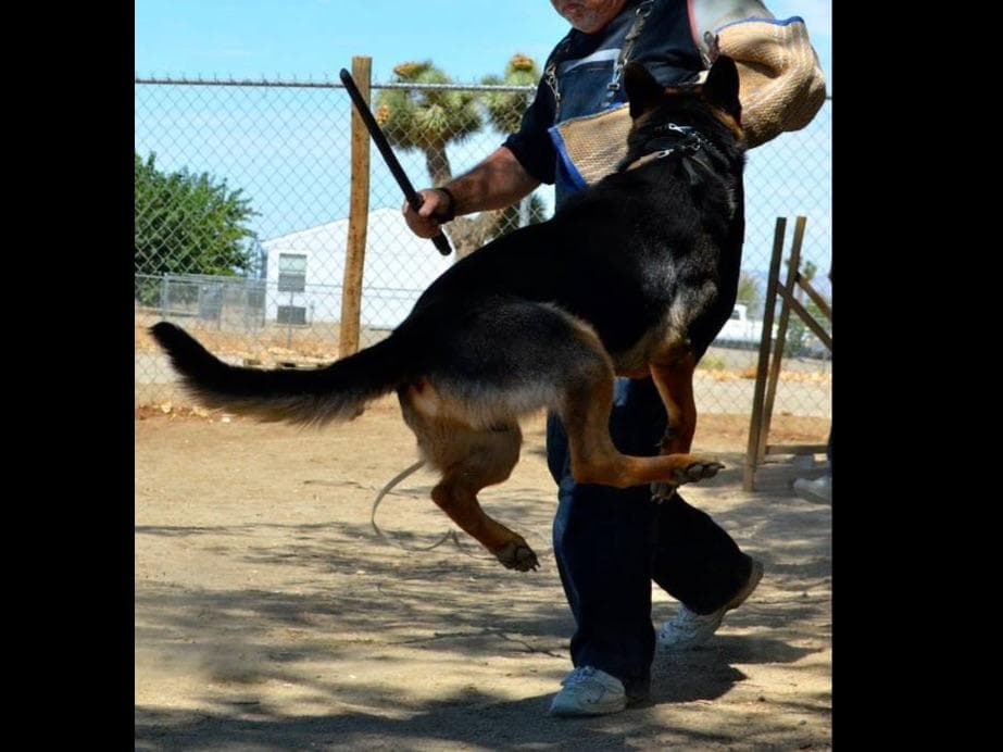 Sam has delivered and Riviera is due very soon!! 707-337-9223 breeder image 61