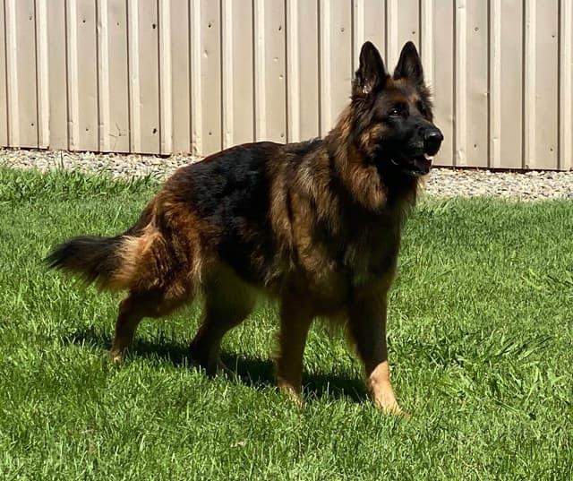 Lucy Female  707-337-9223 media 17