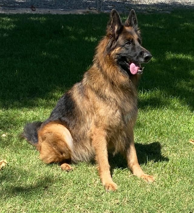 Lucy Female  707-337-9223 media 18