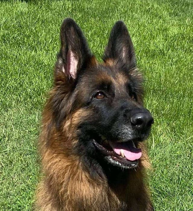 Lucy Female  707-337-9223 media 19