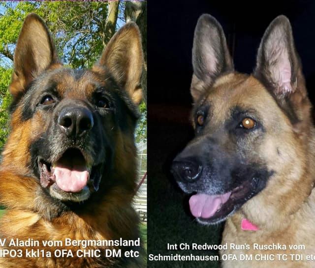 Lucy Female  707-337-9223 media 20
