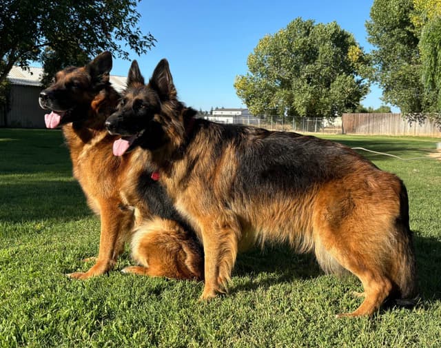 Lucy Female  707-337-9223 media 16