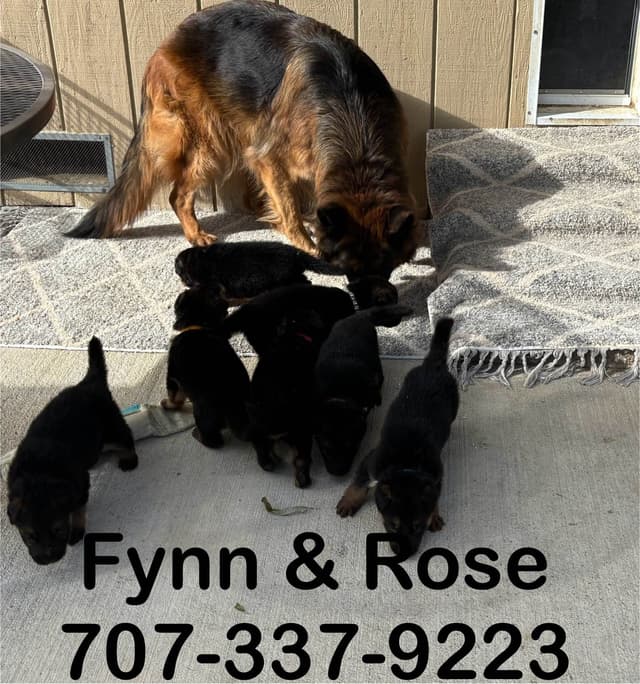 Lucy Female  707-337-9223 media 15
