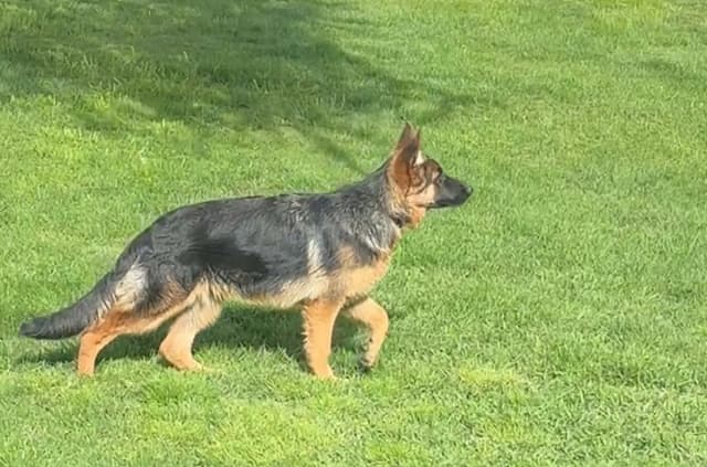 Lucy Female  707-337-9223 media 11