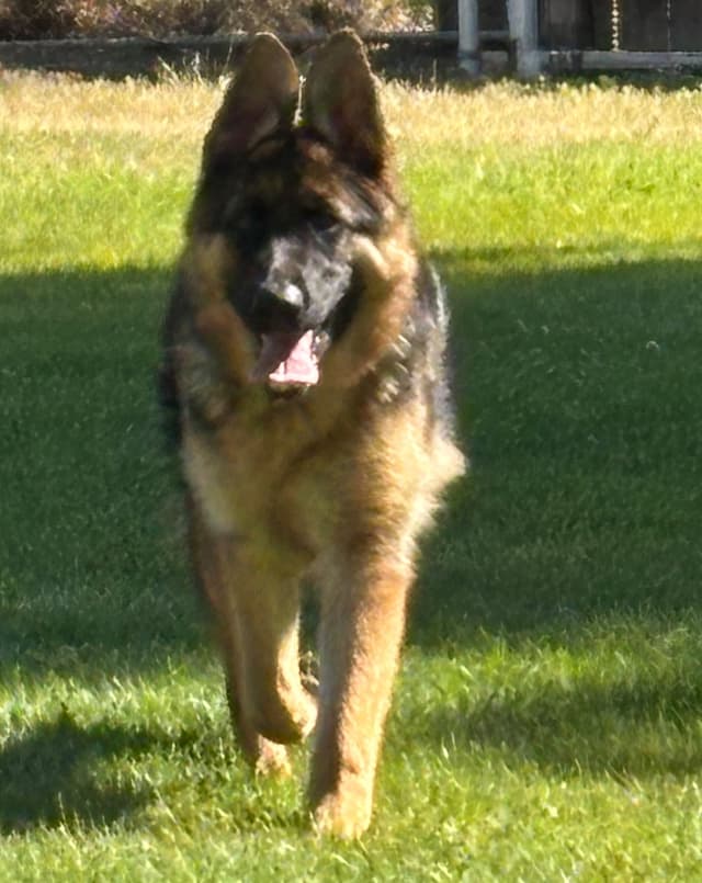 Lucy Female  707-337-9223 media 13