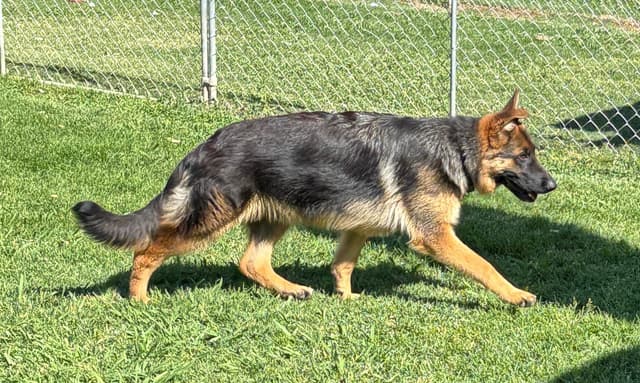 Lucy Female  707-337-9223 media 12