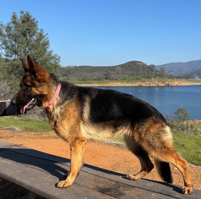 Lucy Female  707-337-9223 media 6