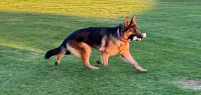 Lucy Female  707-337-9223 media 9