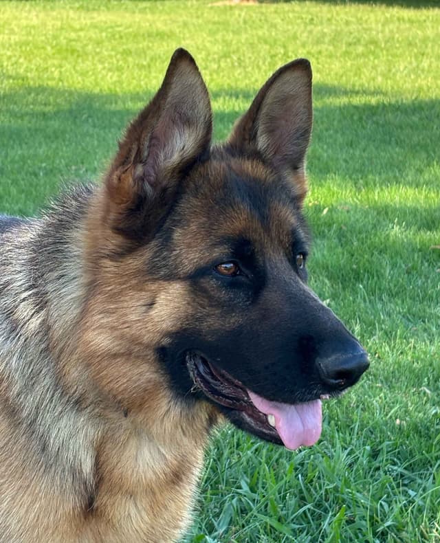 Lucy Female  707-337-9223 media 4