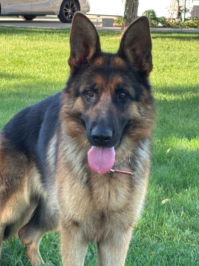 Lucy Female  707-337-9223 media 5