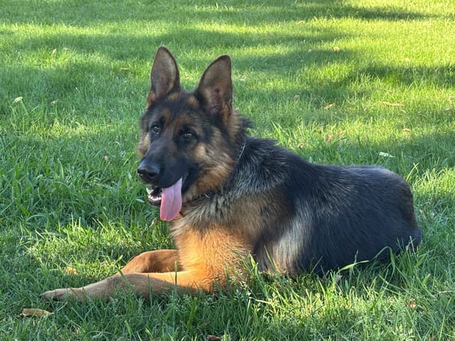 Lucy Female  707-337-9223 media 3