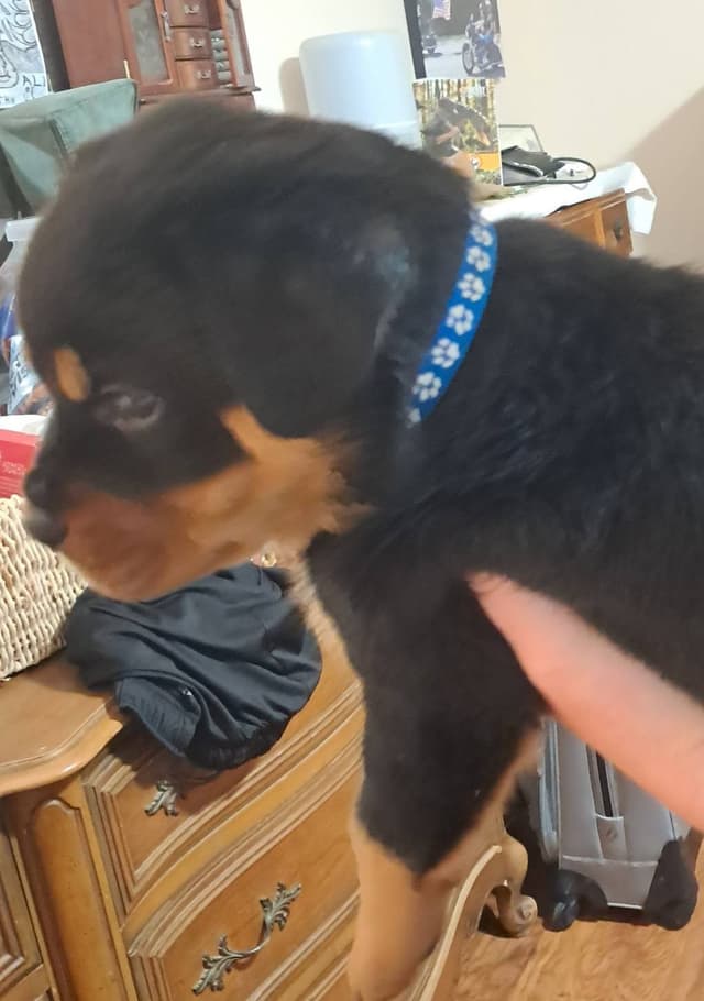 Rottweiler Puppies media 3