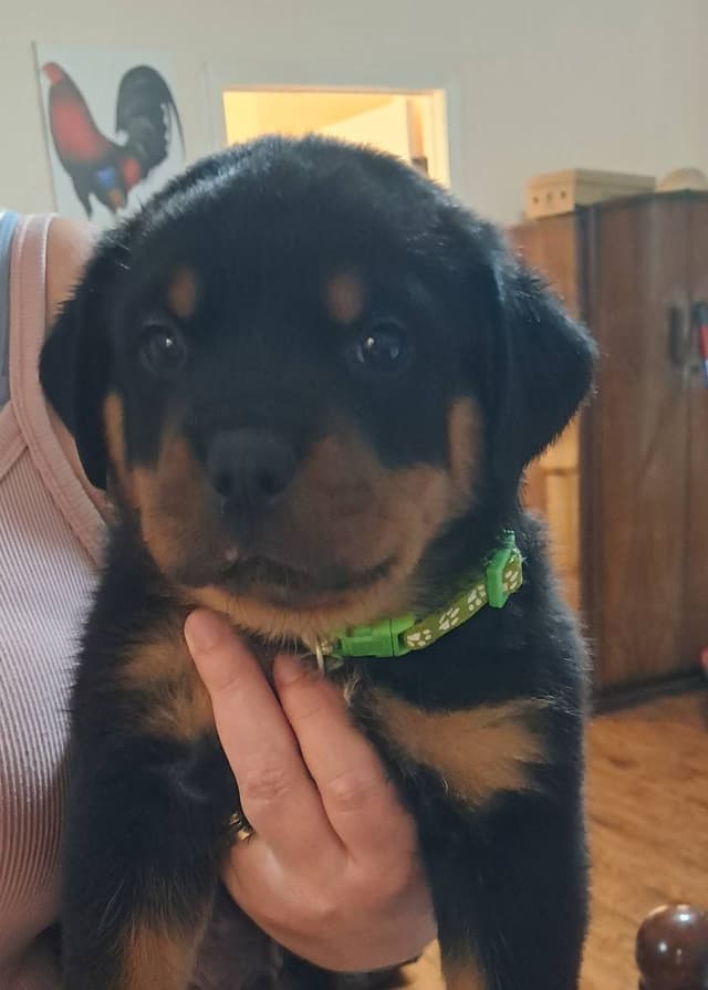 Rottweiler Puppies media 4