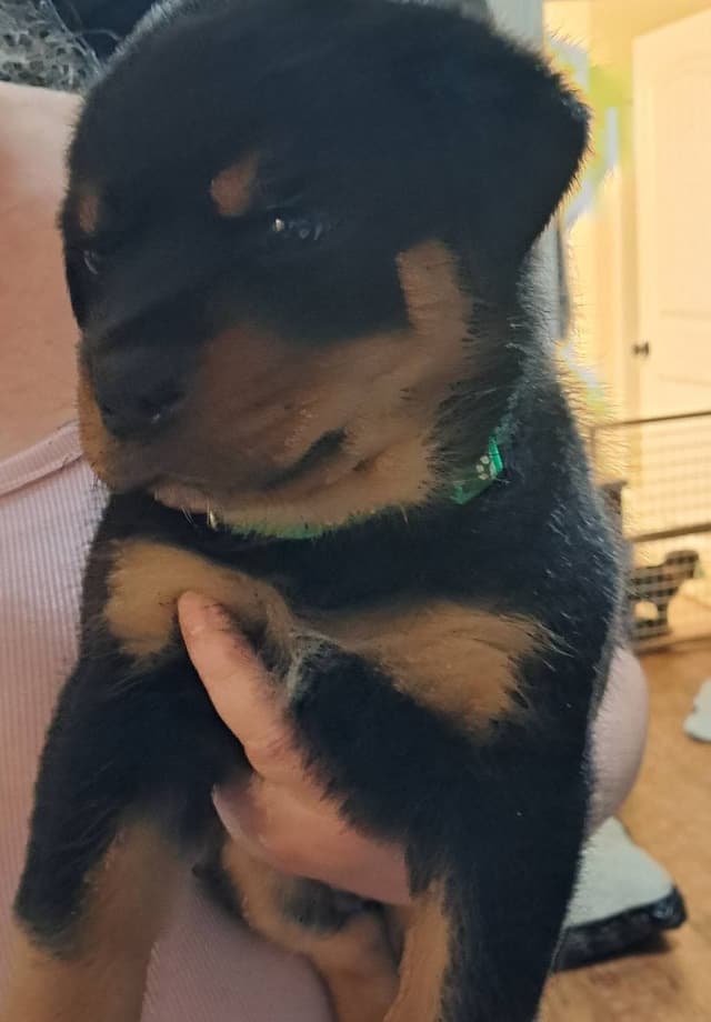 Rottweiler Puppies media 5