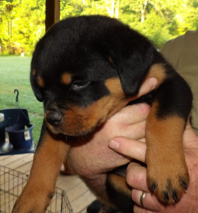 Rottweiler Puppies media 6