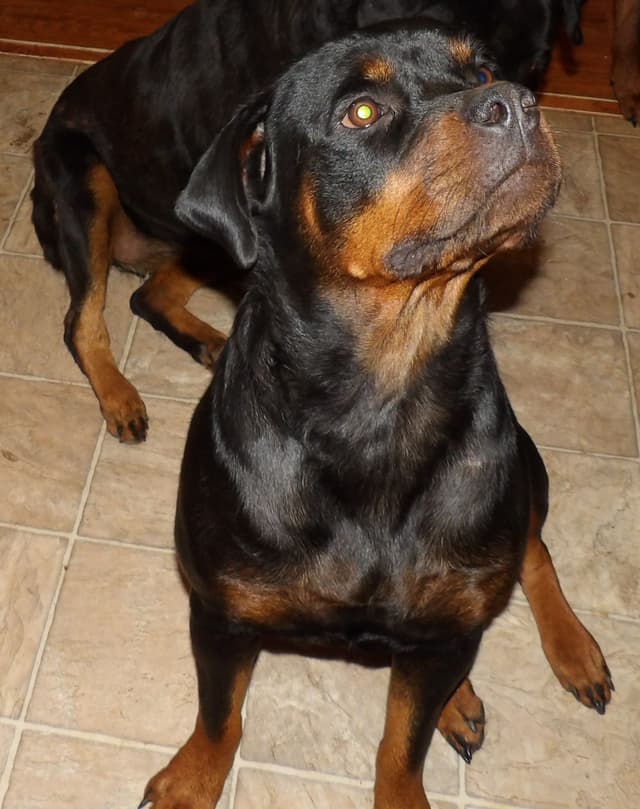Rottweiler Puppies media 9
