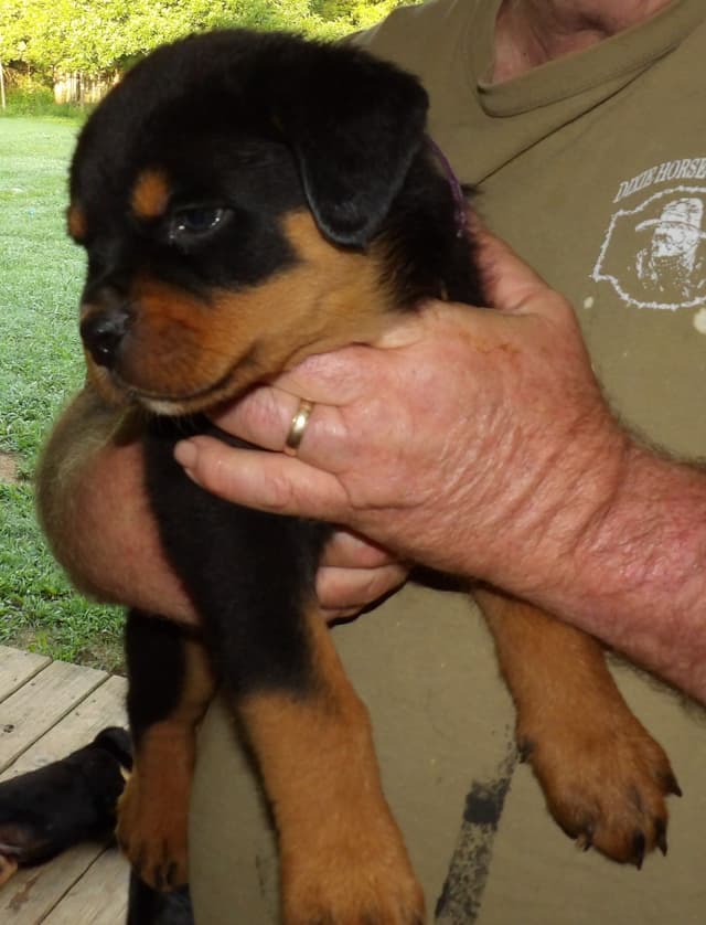 Rottweiler Puppies media 11