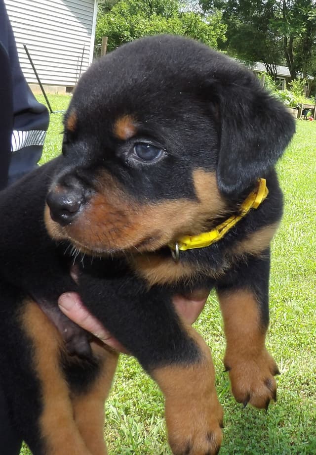Rottweiler Puppies media 12