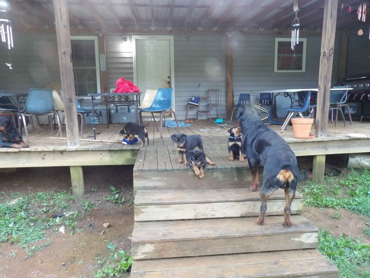 Rottweiler Puppies breeder image 1