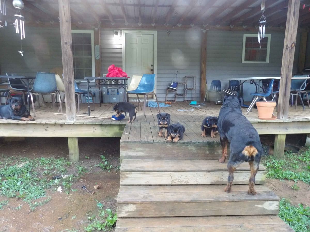 Rottweiler Puppies breeder image 3