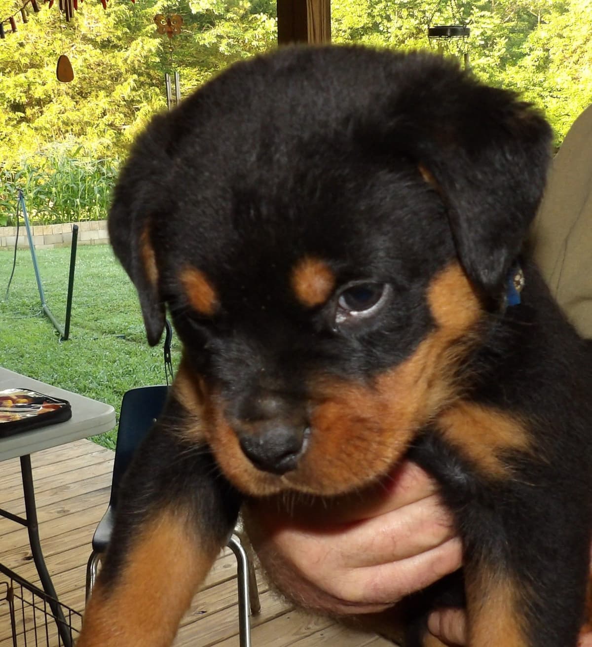 Rottweiler Puppies breeder image 5
