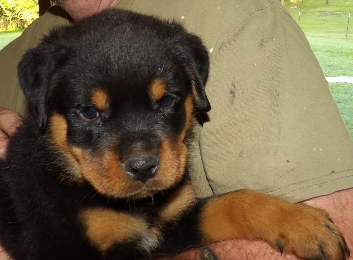 Rottweiler Puppies breeder image 6