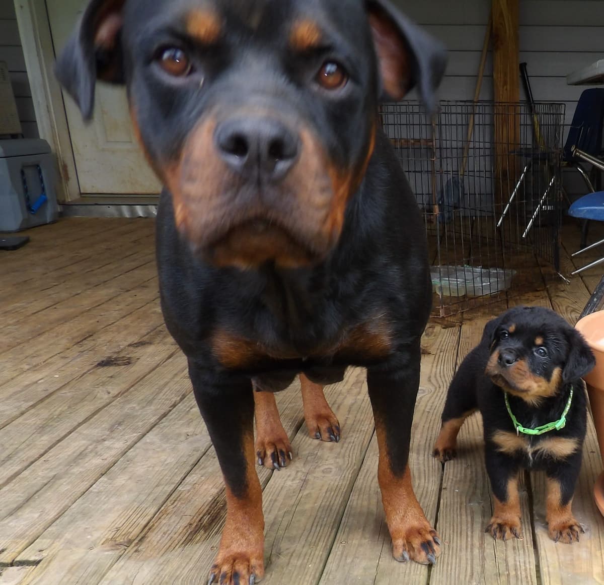 Rottweiler Puppies breeder image 7