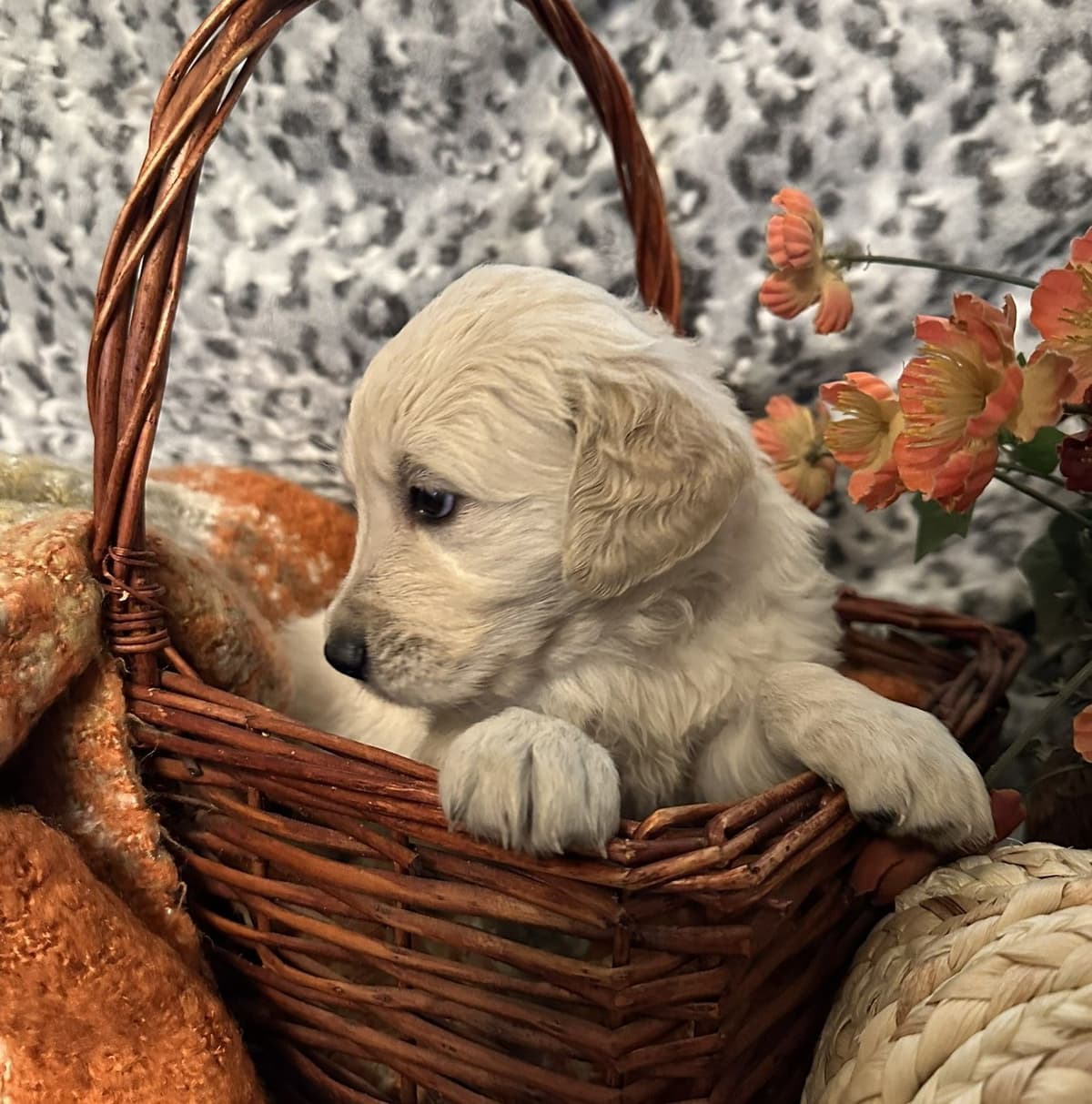Golden Retriever Puppies breeder image 2