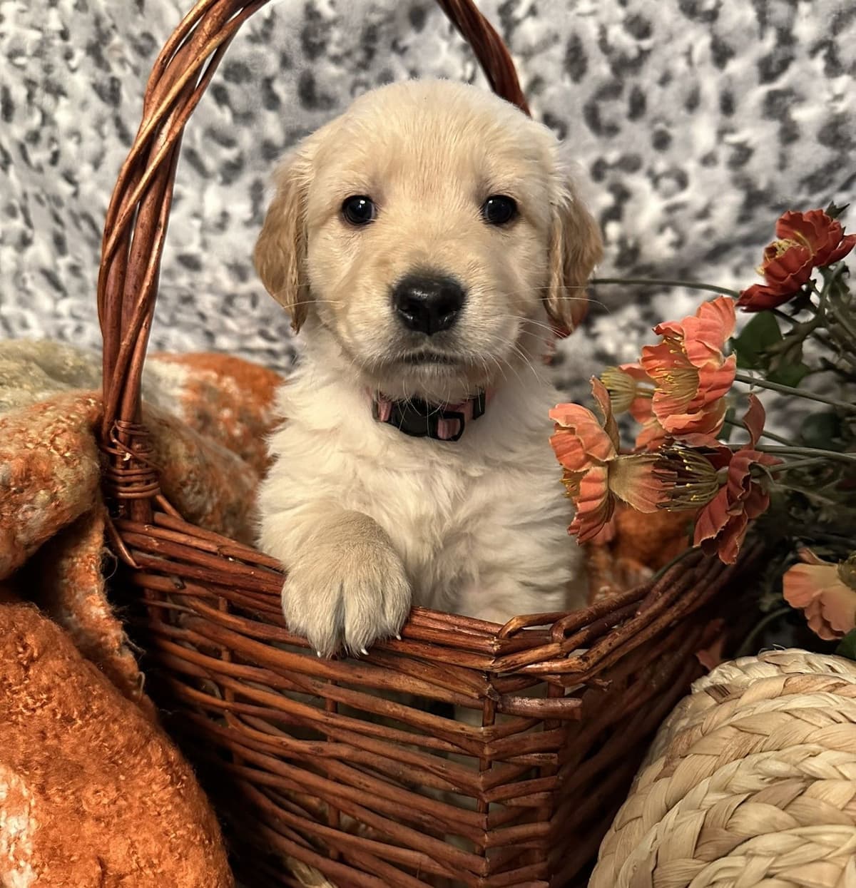 Golden Retriever Puppies breeder image 4