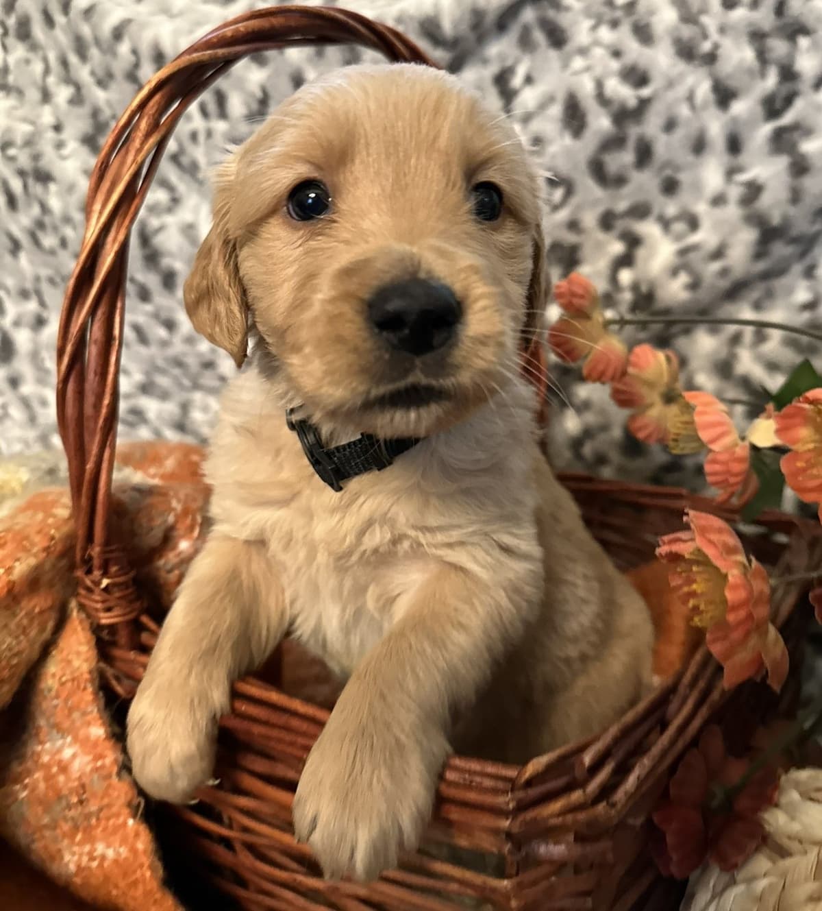 Golden Retriever Puppies breeder image 3